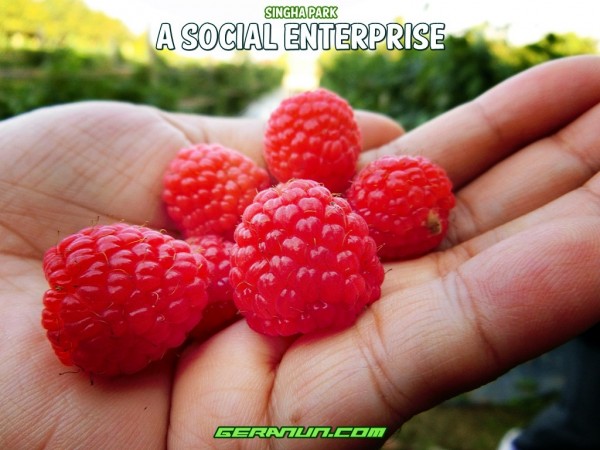 Singha Social Enterprise
