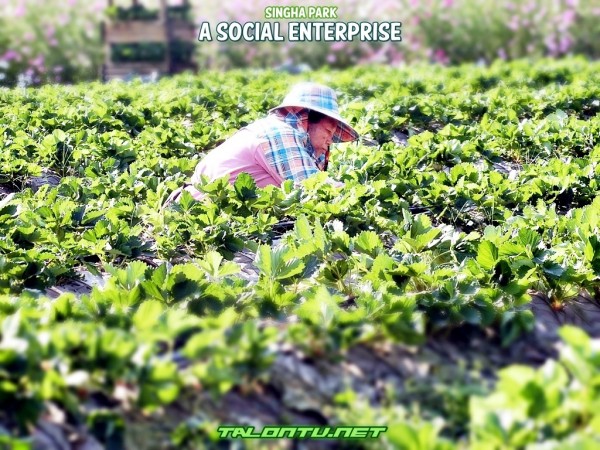 Singha Social Enterprise